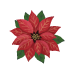 Poinsettia Joy