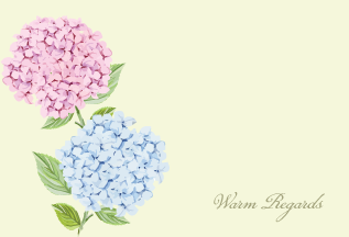 Hydrangea